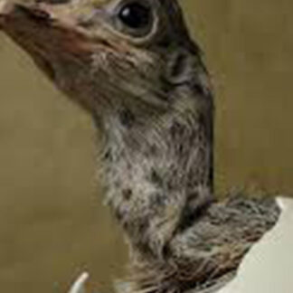 Curso Preparación para el mundo del trabajo